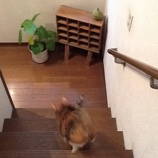 Mikaさんの実例写真
