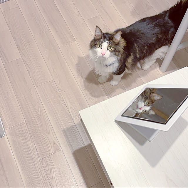 おうちカフェ/ホワイト×グレー/猫と暮らすマンション/一人暮らし/ノルウェージャンフォレストキャット...などのインテリア実例 - 2021-05-08 00:43:40
