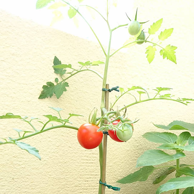 cherryさんの実例写真