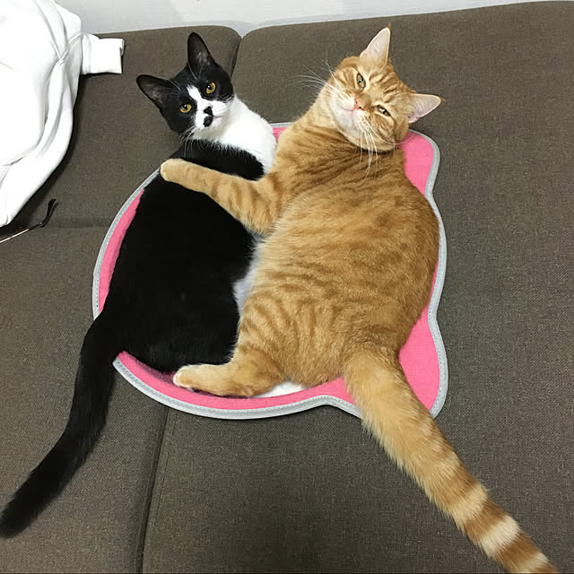 nekoさんの実例写真