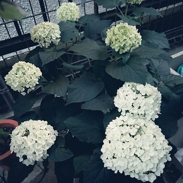 Shion+さんの実例写真