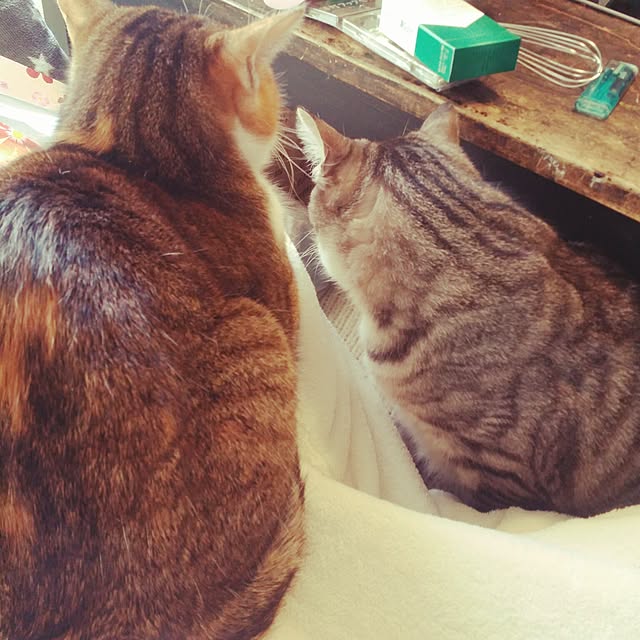 annさんの実例写真