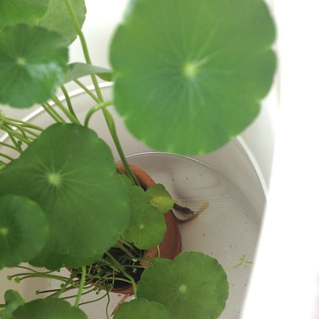 dicekbeetleさんの実例写真