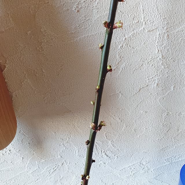 ameamekaasanさんの部屋