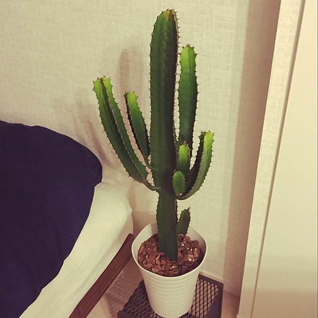 miさんの実例写真