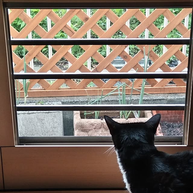 yakinikuさんの実例写真