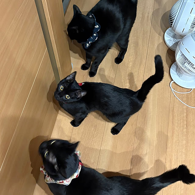 TOA-80さんの実例写真