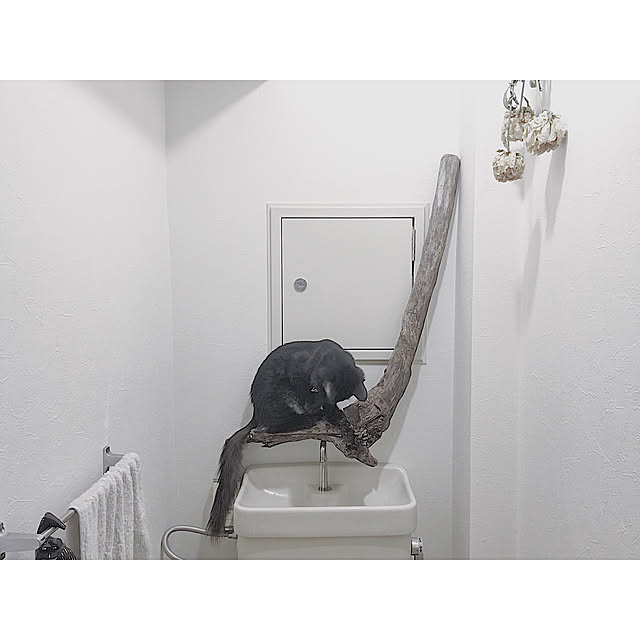 SHIOKONBUさんの実例写真