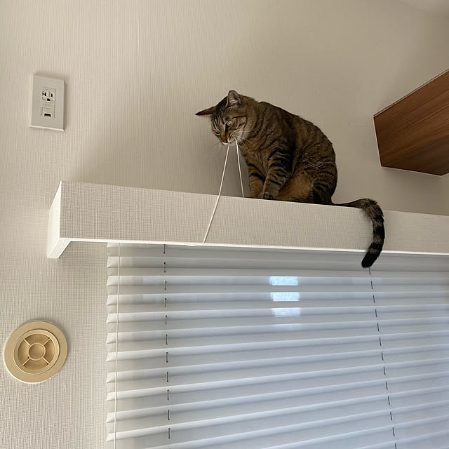 mikomaruさんの実例写真