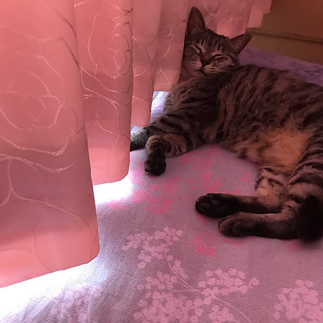 Shinさんの実例写真
