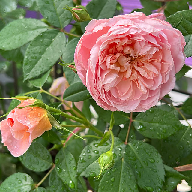 AYUKOさんの実例写真