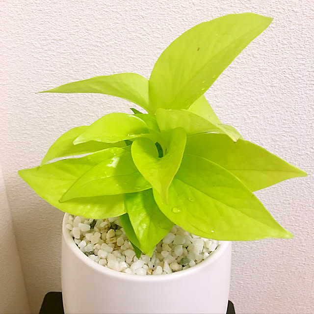 YOさんの実例写真