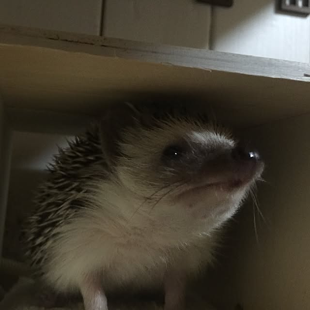 RURULOVEさんの実例写真