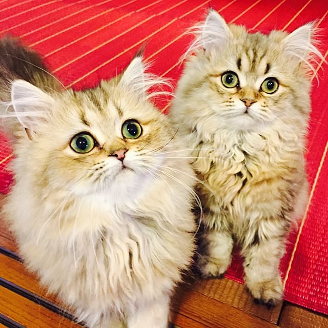 butachanさんの実例写真
