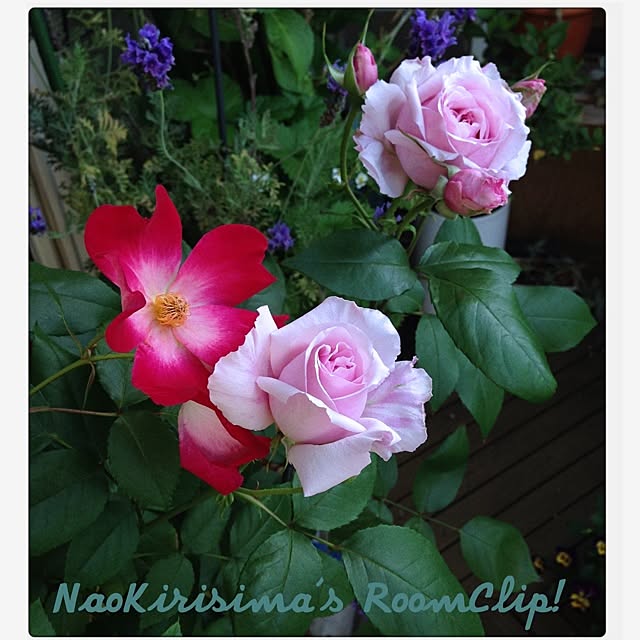 naokirisimaさんの実例写真
