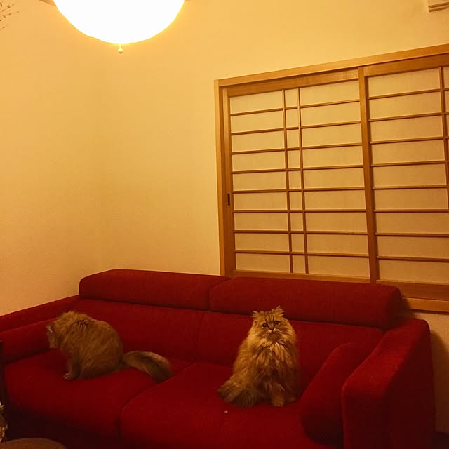 butachanさんの実例写真