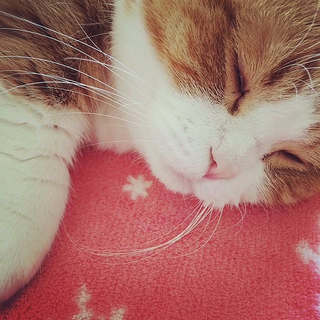 chirurunさんの実例写真