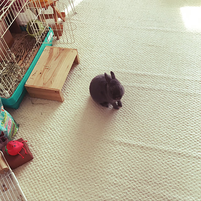 部屋全体/うさぎのインテリア実例 - 2018-11-25 12:26:49