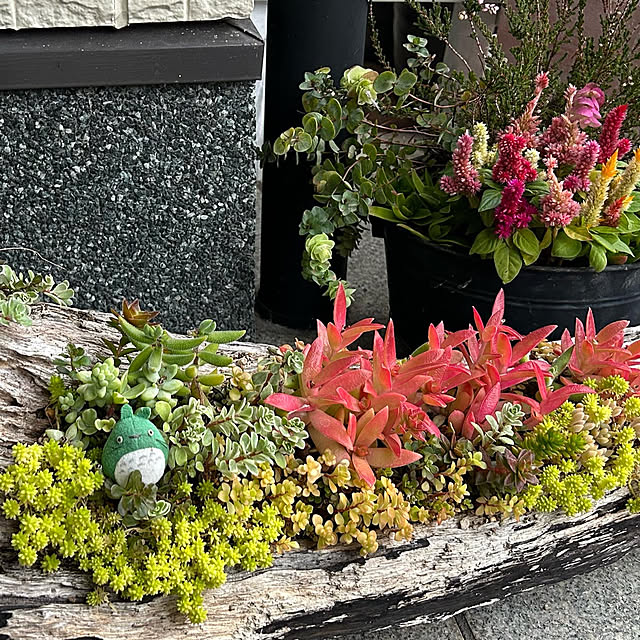 部屋全体/多肉植物/多肉植物寄せ植え/流木のインテリア実例 - 2023-10-14 22:27:55