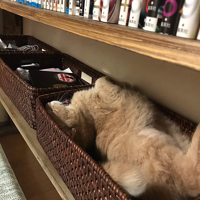mikan161さんの実例写真