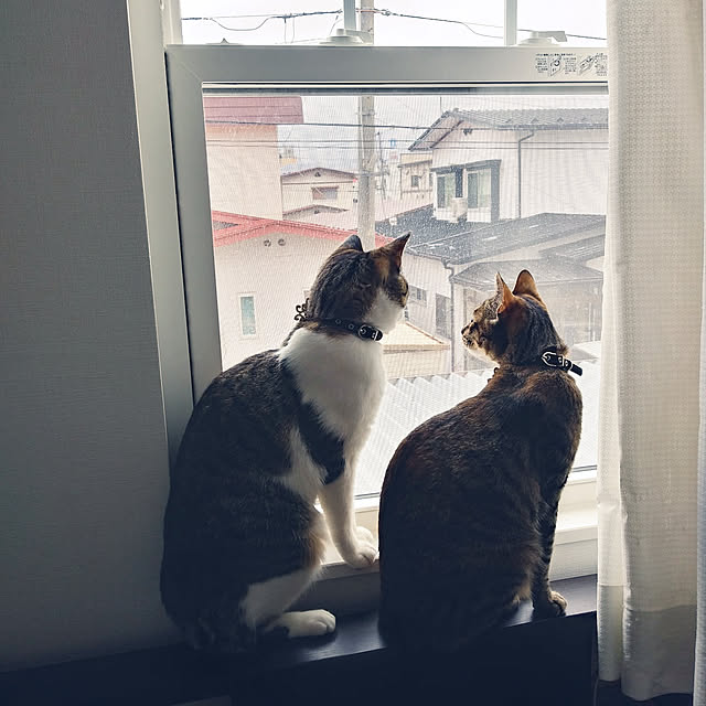lovecats02さんの実例写真