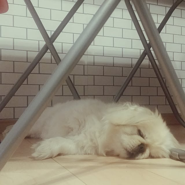 yukagomaさんの実例写真