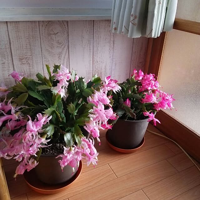 kyoppさんの実例写真