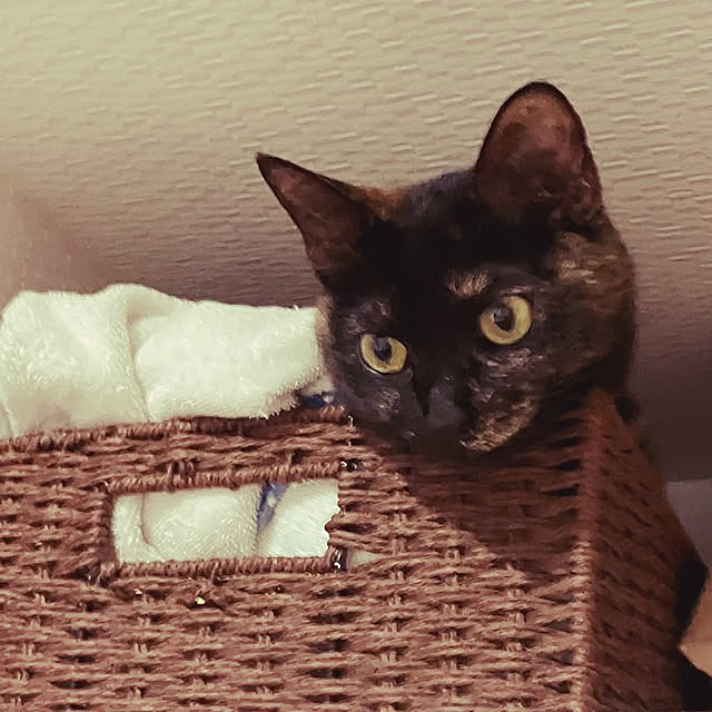 mamekoさんの実例写真