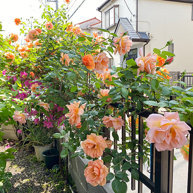 kapiさんの部屋