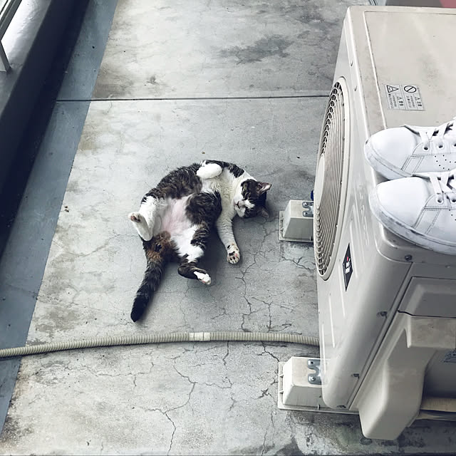 siromochiさんの実例写真
