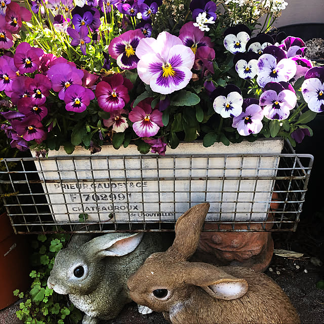 rojoさんの実例写真