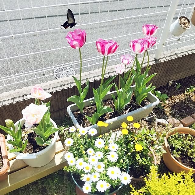 yukinkoさんの実例写真