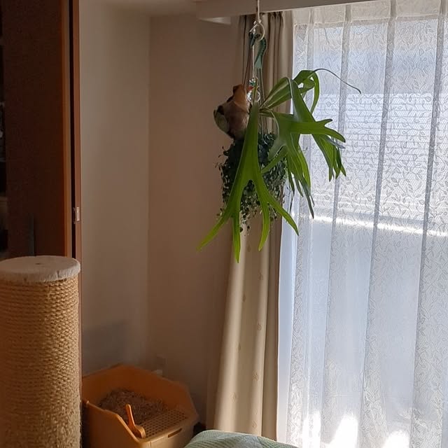 diopucciさんの部屋