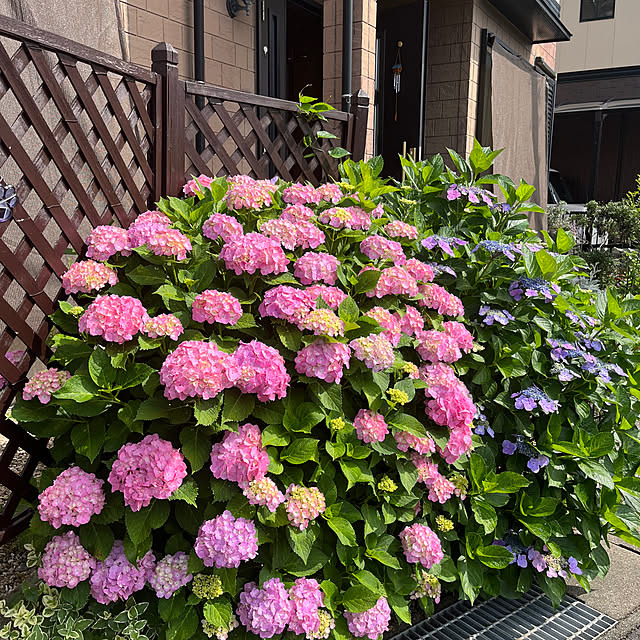 挿し木で大きくなった紫陽花/花を楽しむ/庭/家庭菜園を楽しむ/４枚投稿...などのインテリア実例 - 2023-06-07 09:45:47