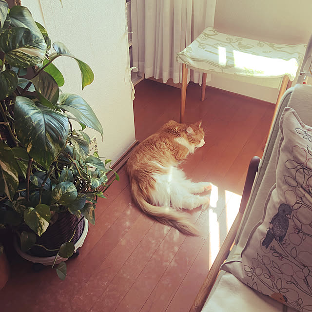 uchidaizuさんの実例写真