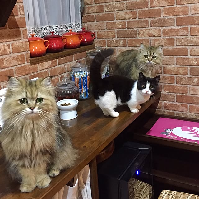 butachanさんの実例写真