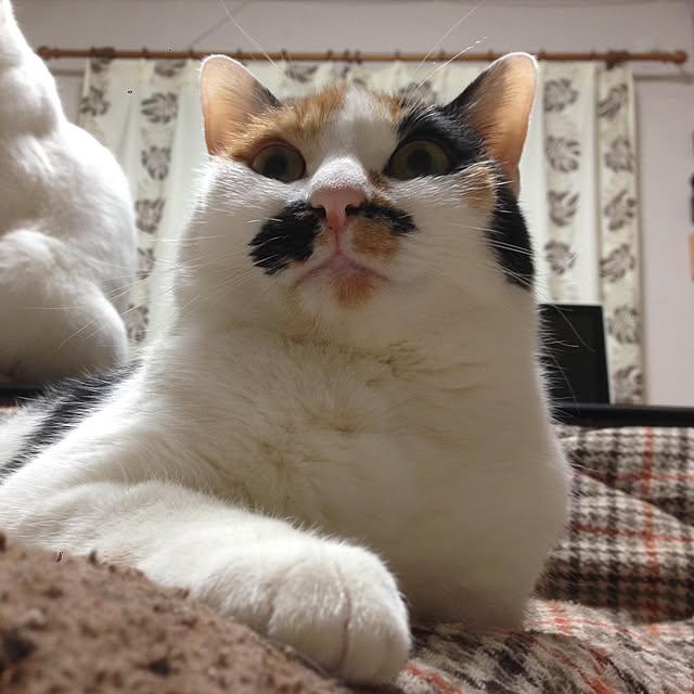 Kinanさんの実例写真