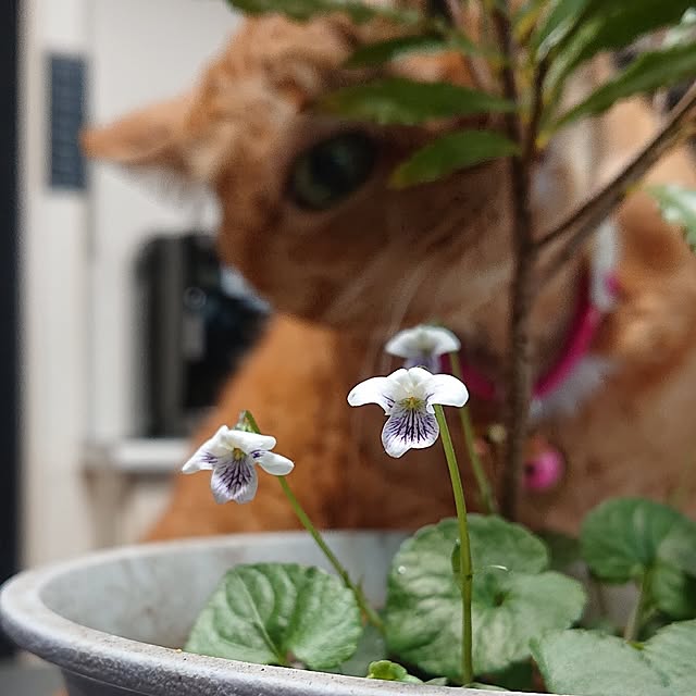 NOAHさんの部屋