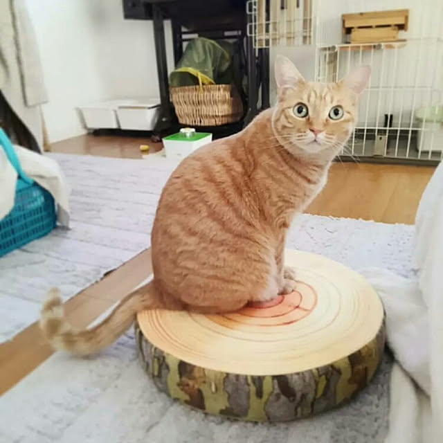 mayutan.さんの実例写真