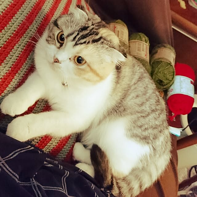 Sachiさんの実例写真
