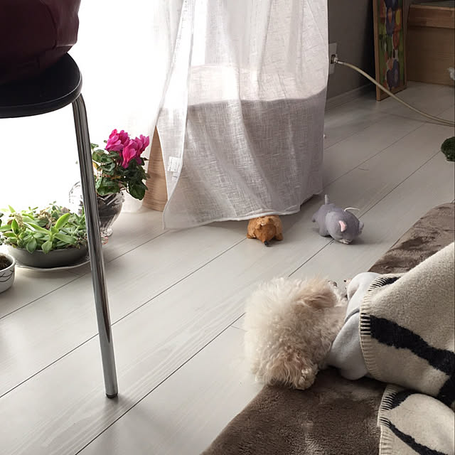 mikkumikuさんの実例写真