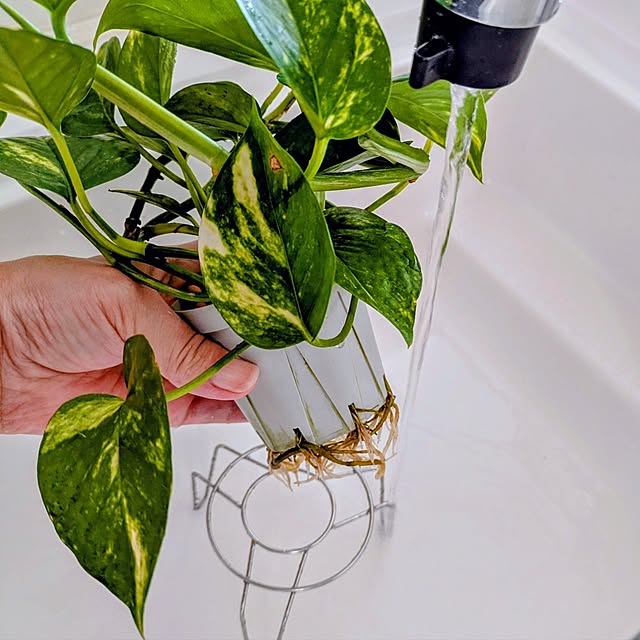 mi-saさんの実例写真