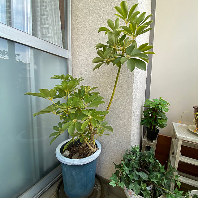 mamiさんの実例写真