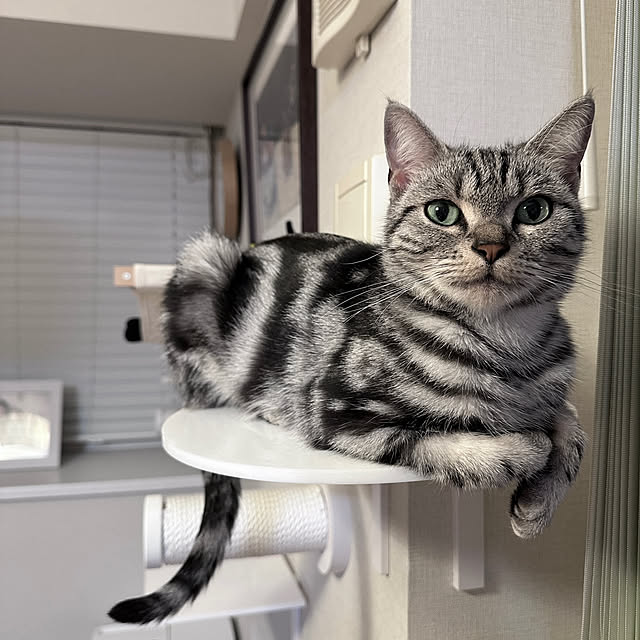 Yuki_with_a_tailさんの実例写真