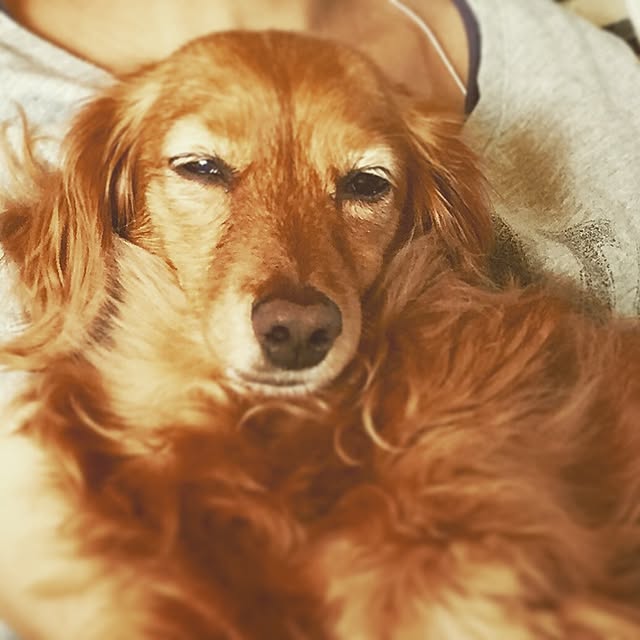 sakuさんの実例写真