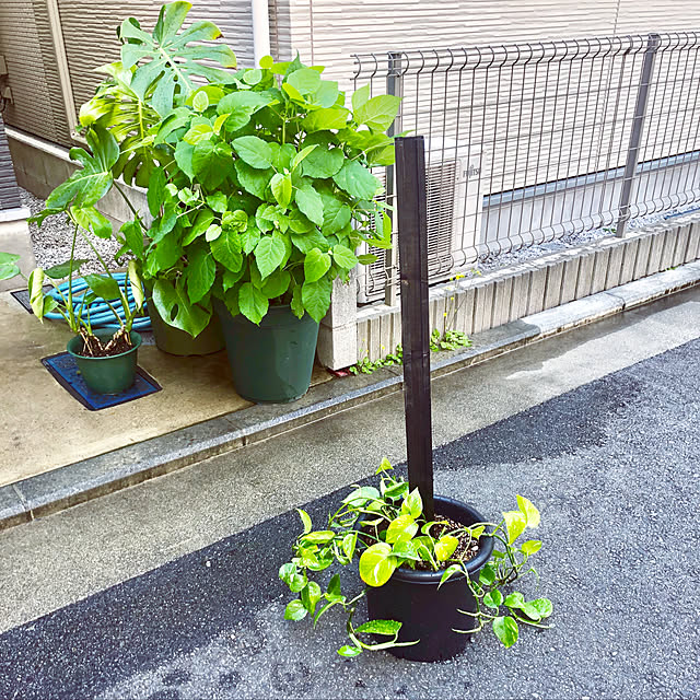 suzyさんの実例写真