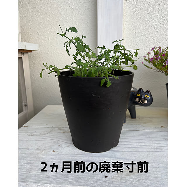 syungikuさんの部屋