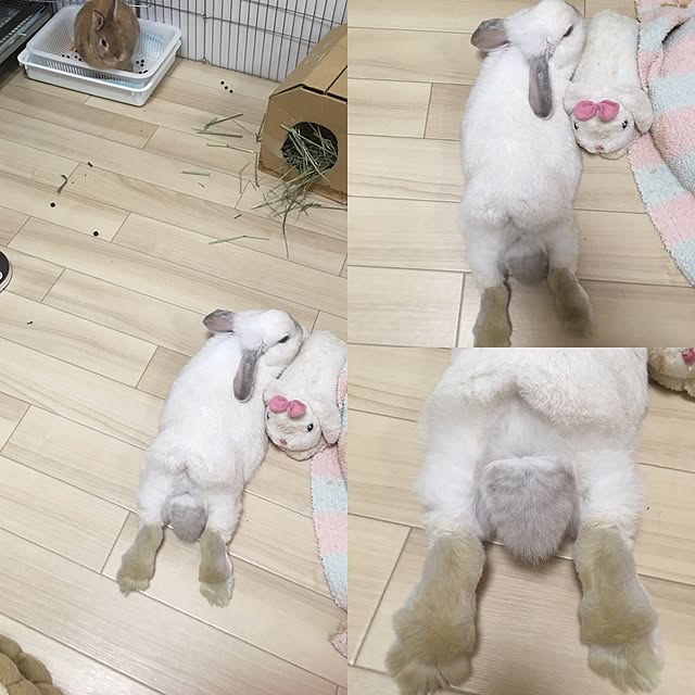 ayapanmanさんの実例写真