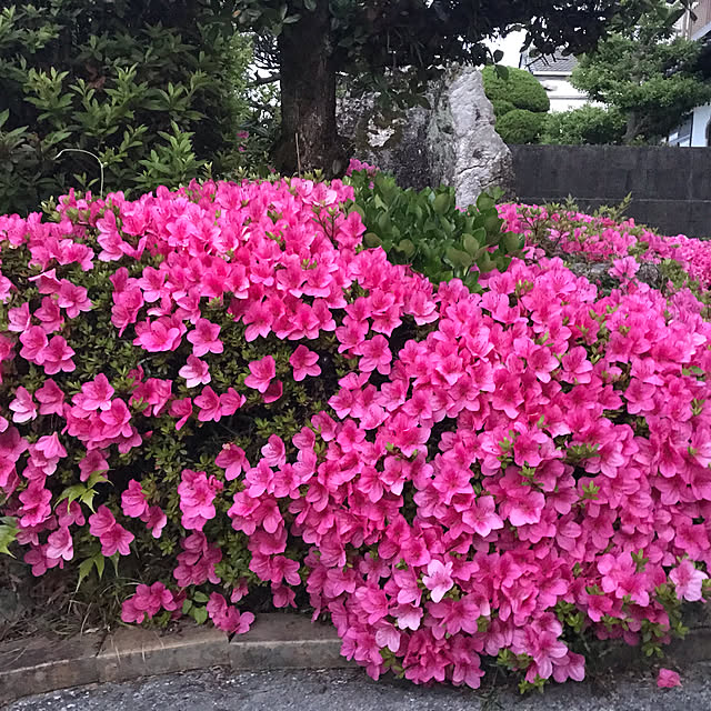 LoversGtrさんの実例写真