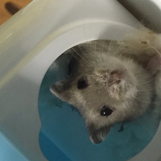 seriaさんの実例写真